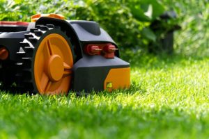 grass